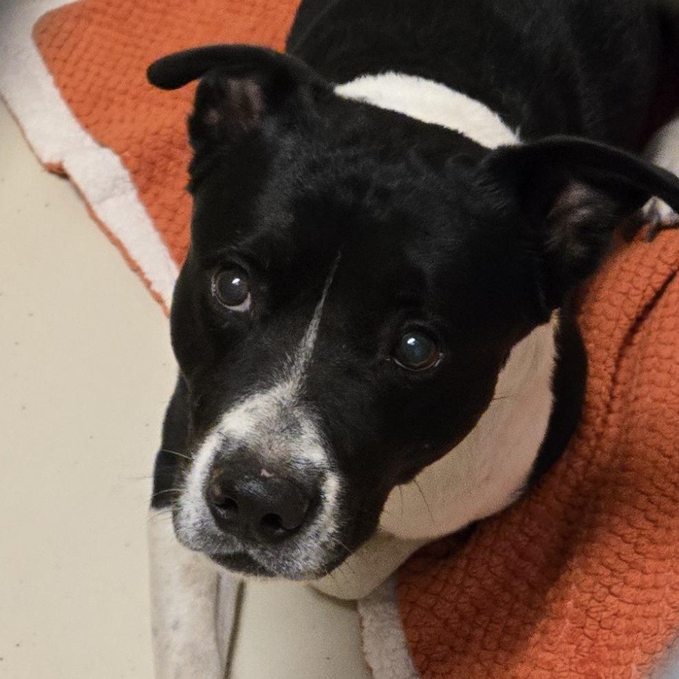 Enlarge Doug, a Adoptable Mixed Breed in Wickenburg, AZ image 3/4