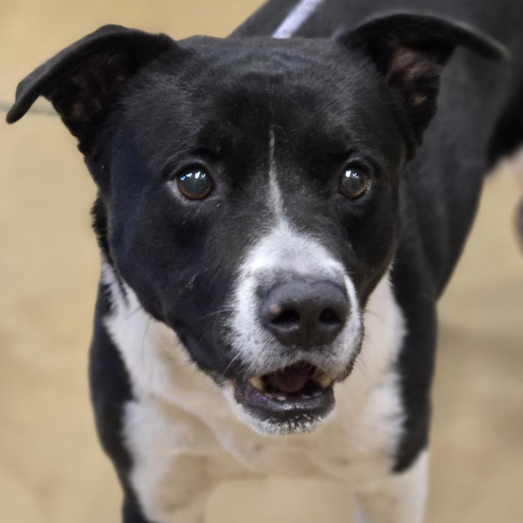 Enlarge Doug, a Adoptable Mixed Breed in Wickenburg, AZ image 4/4