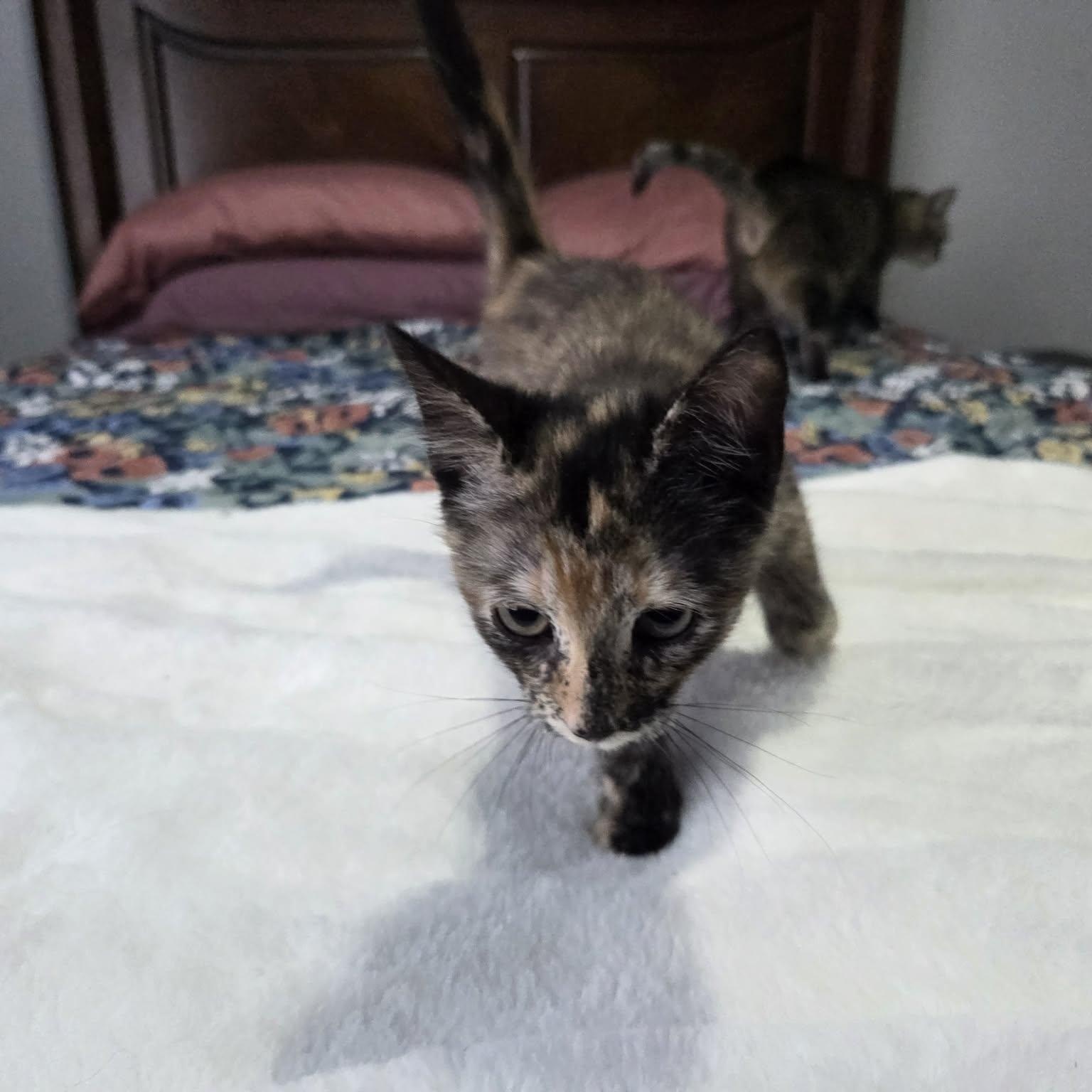 Enlarge MIMI, an adopted Domestic Short Hair in Loveland, CO image 6/6