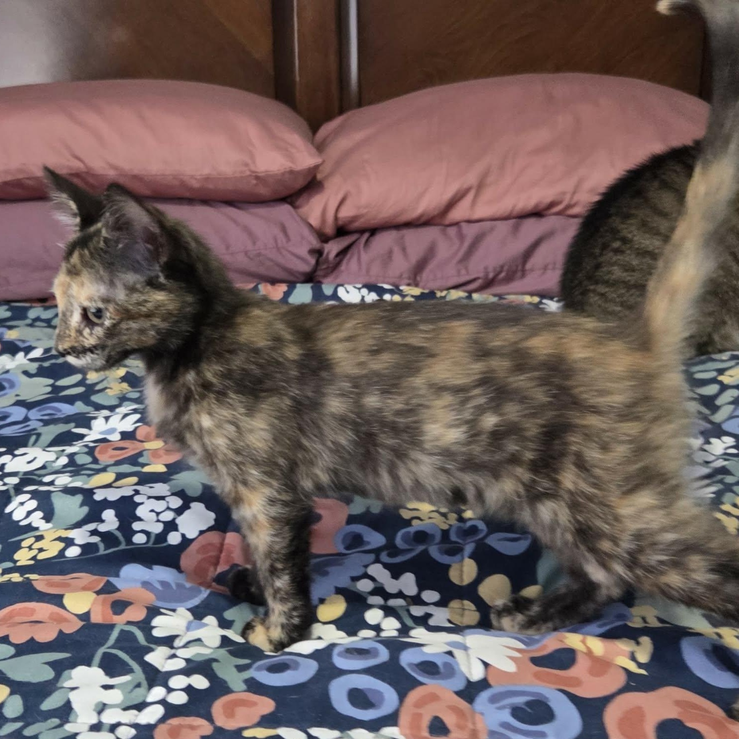 Enlarge MIMI, an adopted Domestic Short Hair in Loveland, CO image 4/6