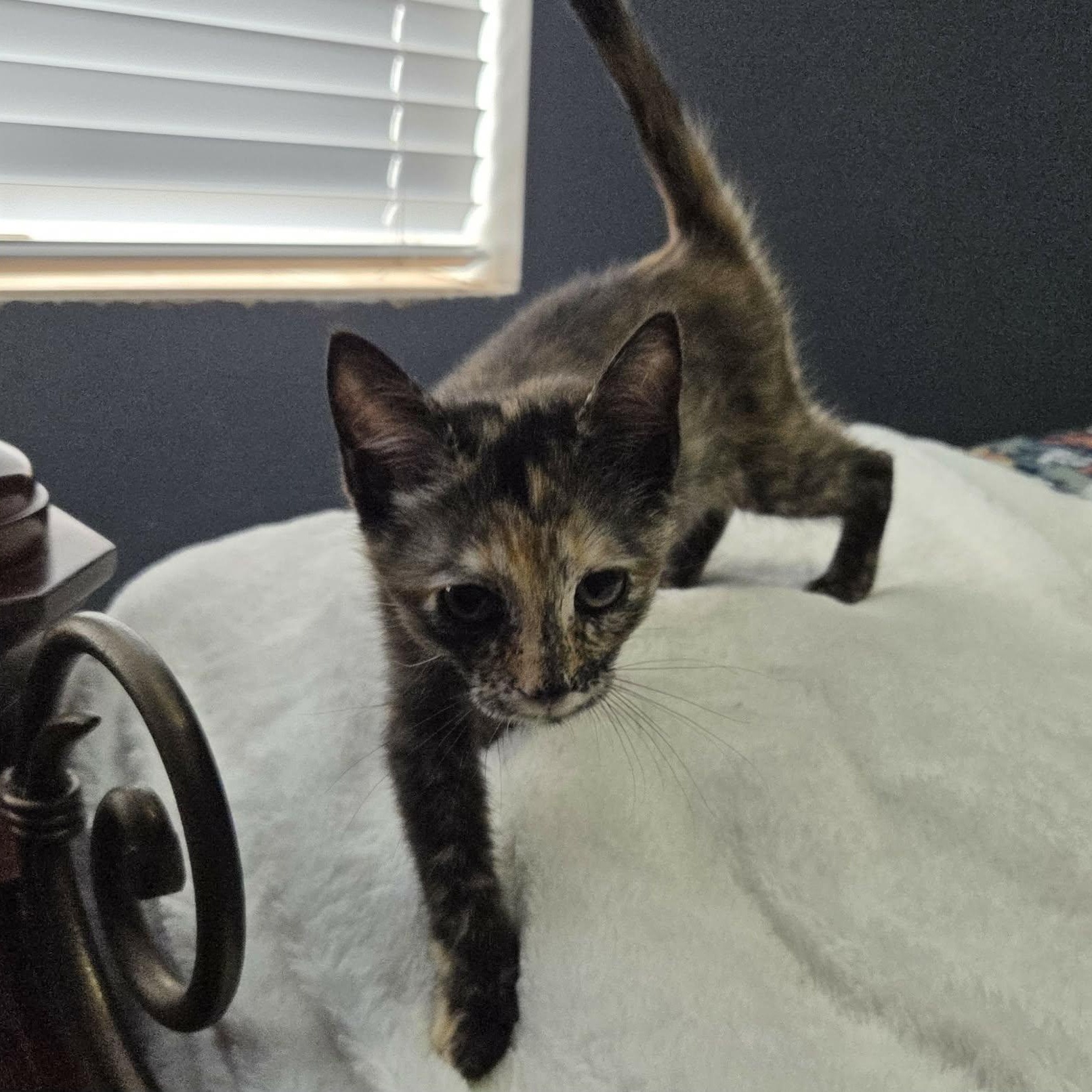 Enlarge MIMI, an adopted Domestic Short Hair in Loveland, CO image 3/6