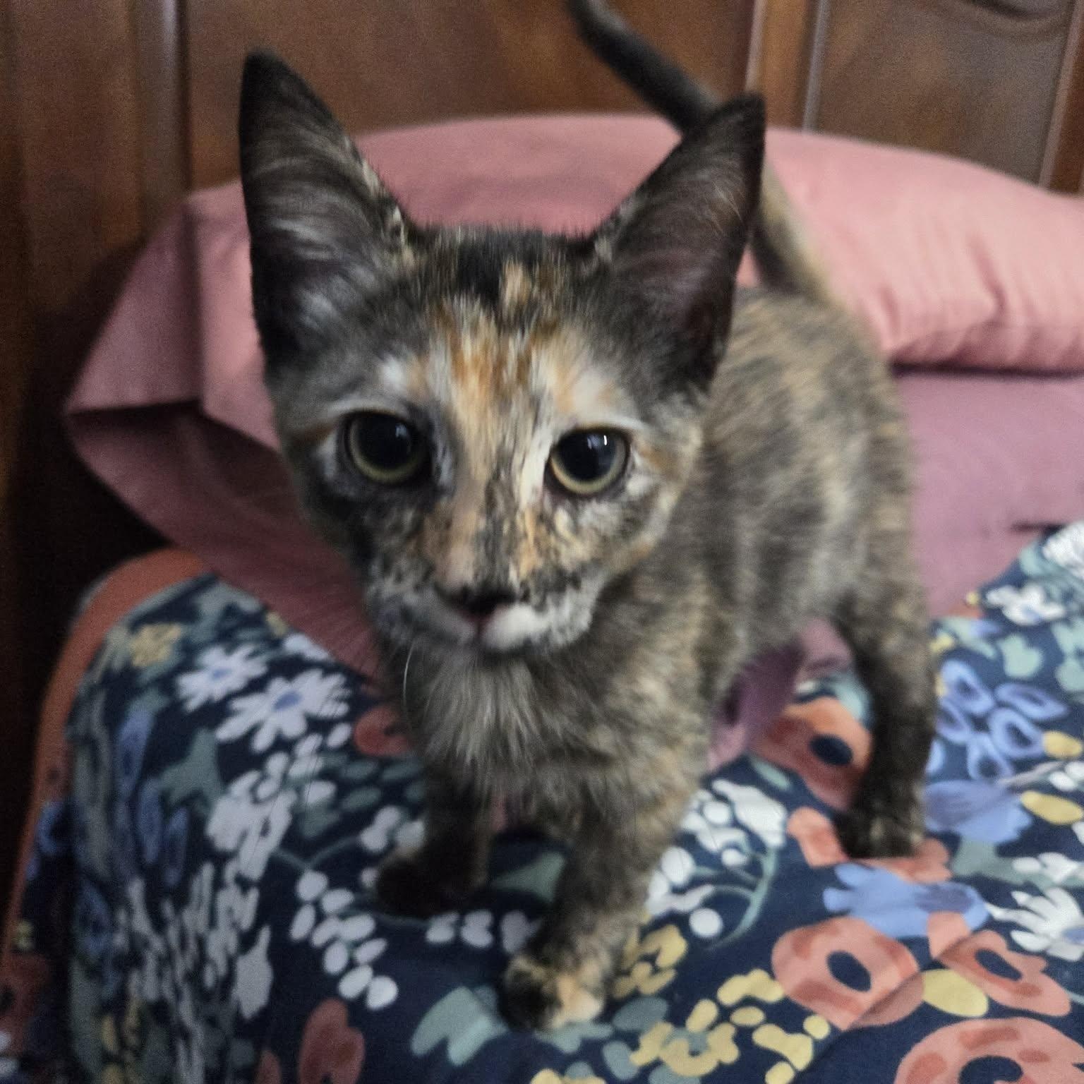 Enlarge MIMI, an adopted Domestic Short Hair in Loveland, CO image 1/6