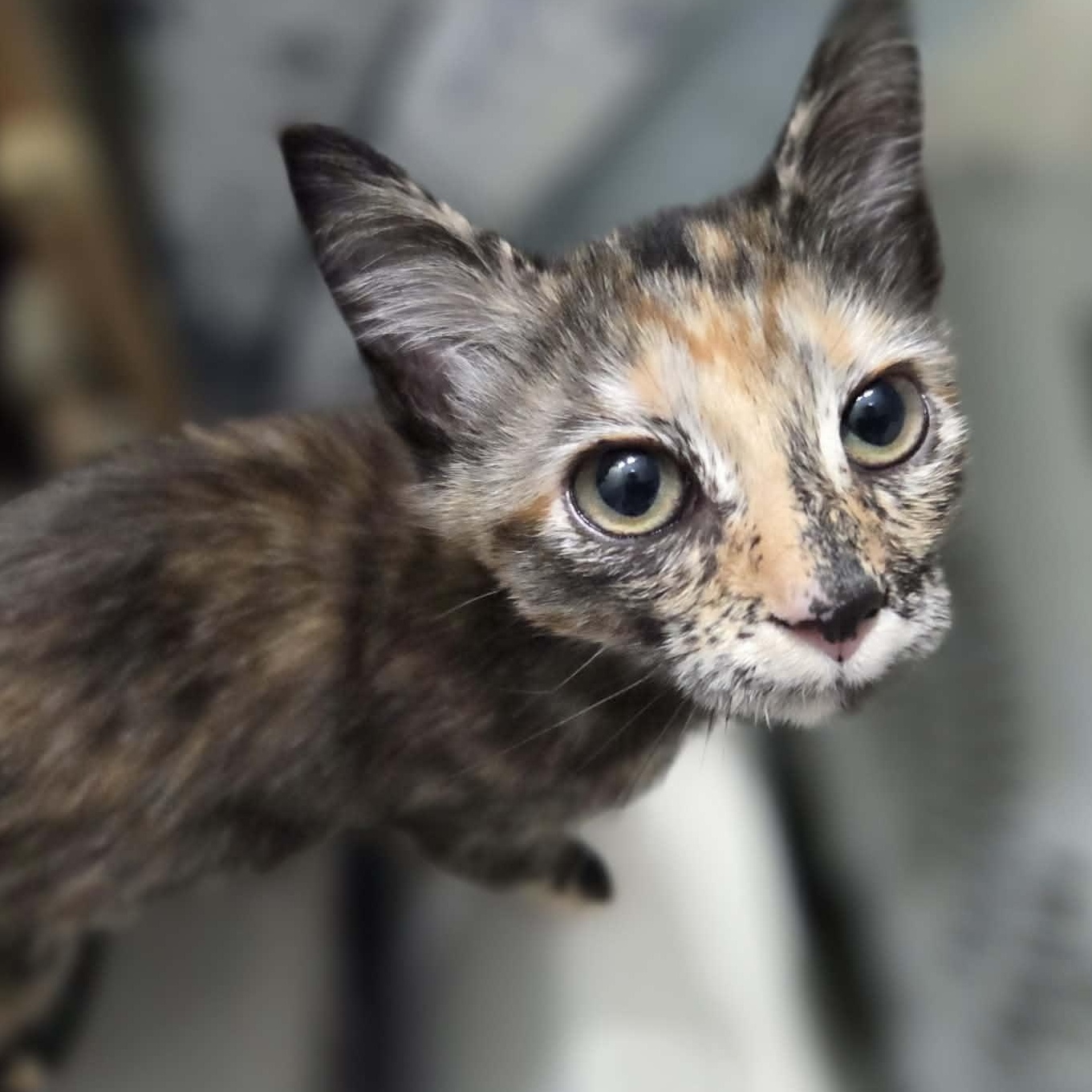 Enlarge MIMI, an adopted Domestic Short Hair in Loveland, CO image 2/6