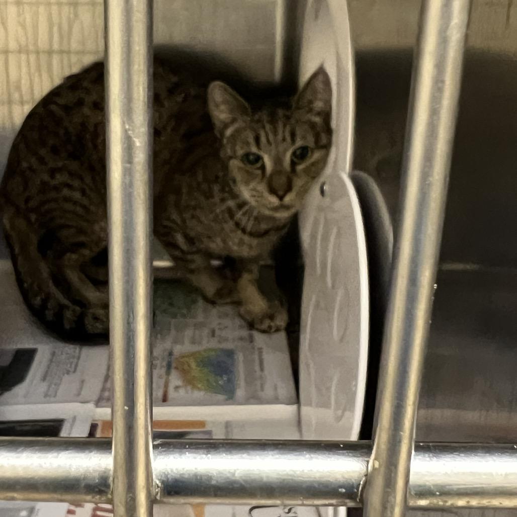 Cat Temp, Adoptable, Senior Female Domestic Short Hair.