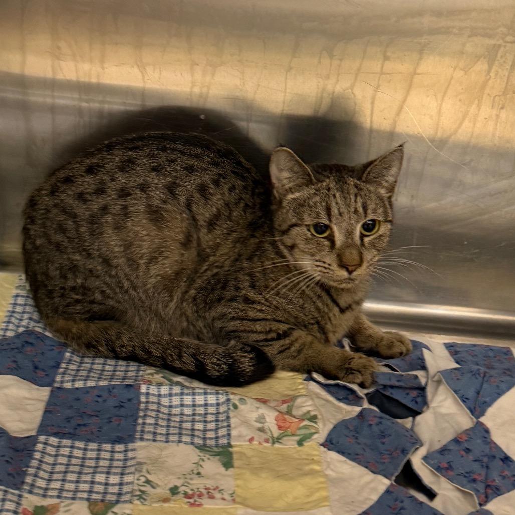 Cat Temp, a Adoptable Domestic Short Hair in Winston-Salem, NC image 2/2