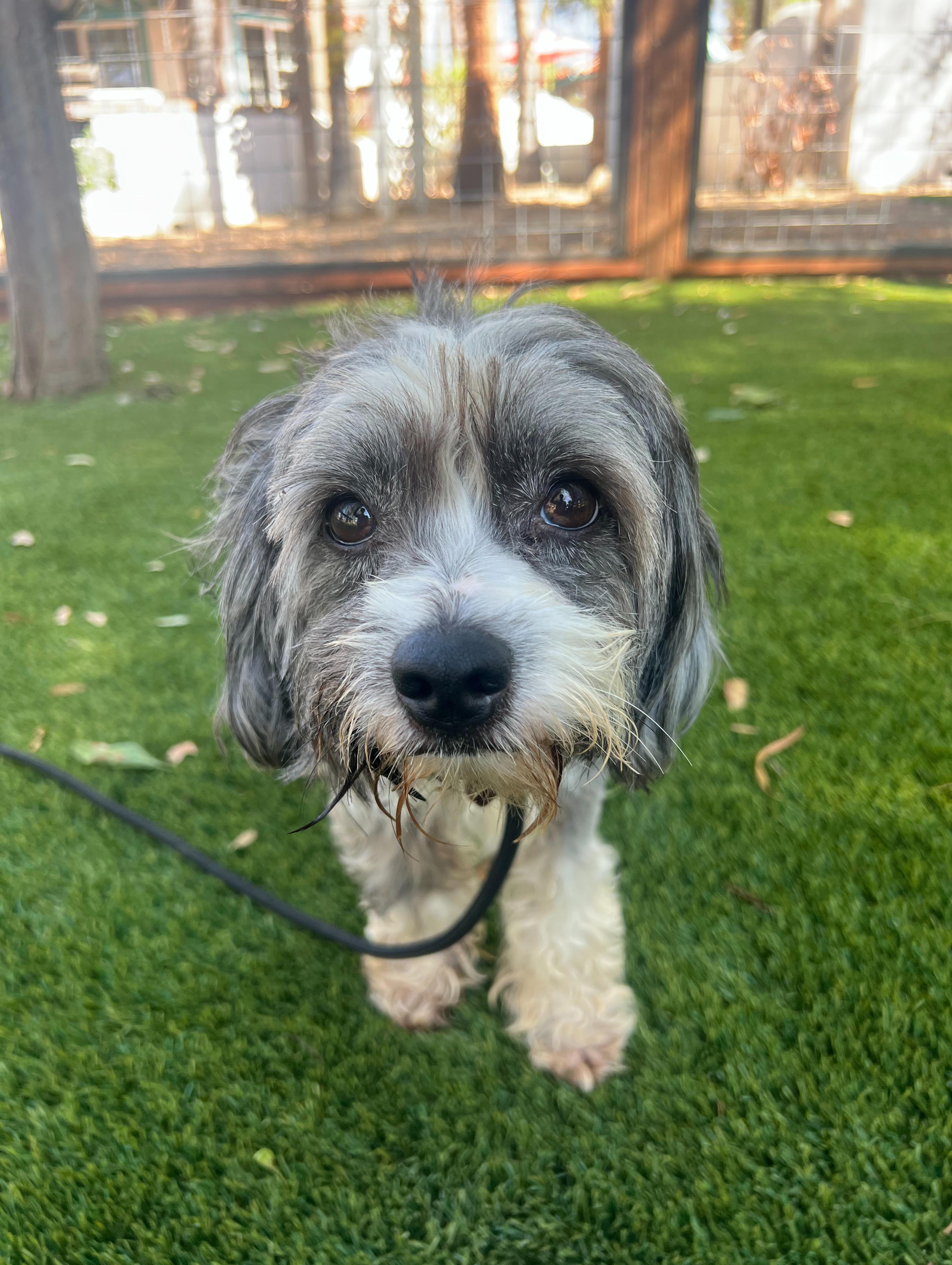 Buddy, an adoptable Havanese, Shih Tzu in West Hollywood, CA, 90069 | Photo Image 1