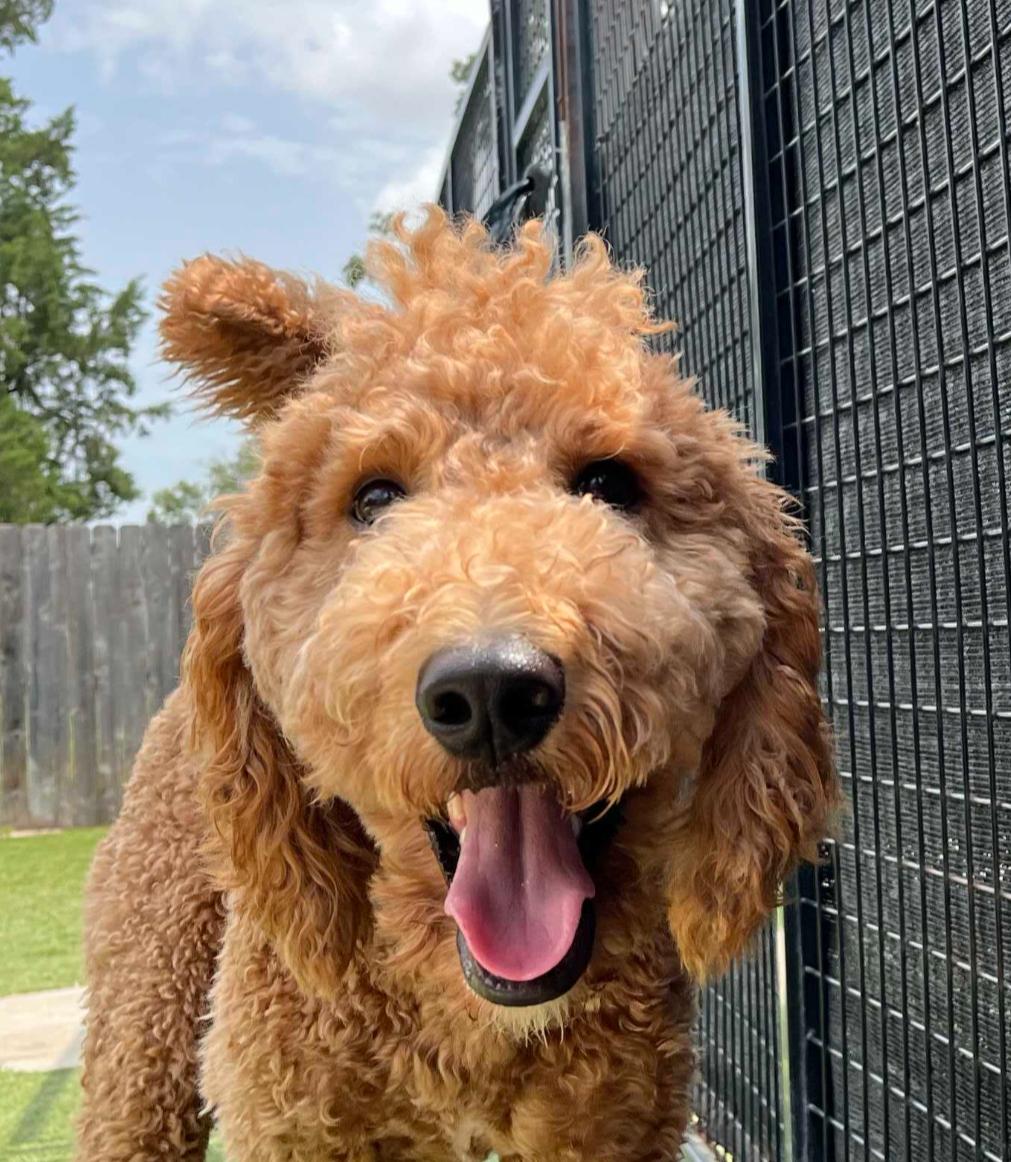 Gooseberry, adopted, Young Male Goldendoodle.
