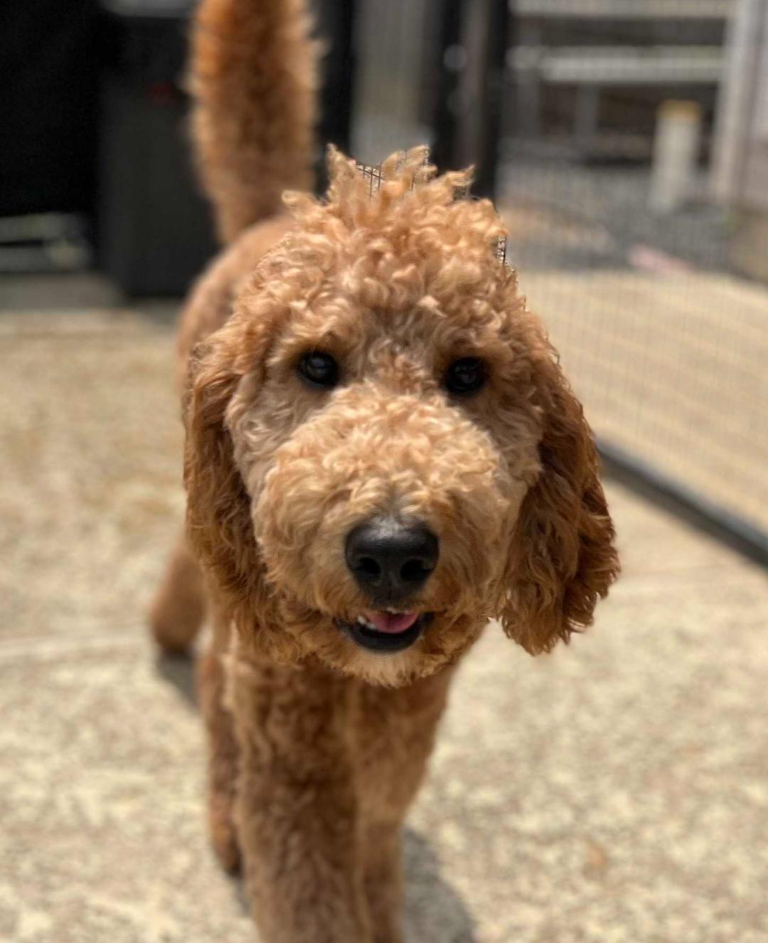 Gooseberry, an adopted Goldendoodle in Garland, TX image 3/4