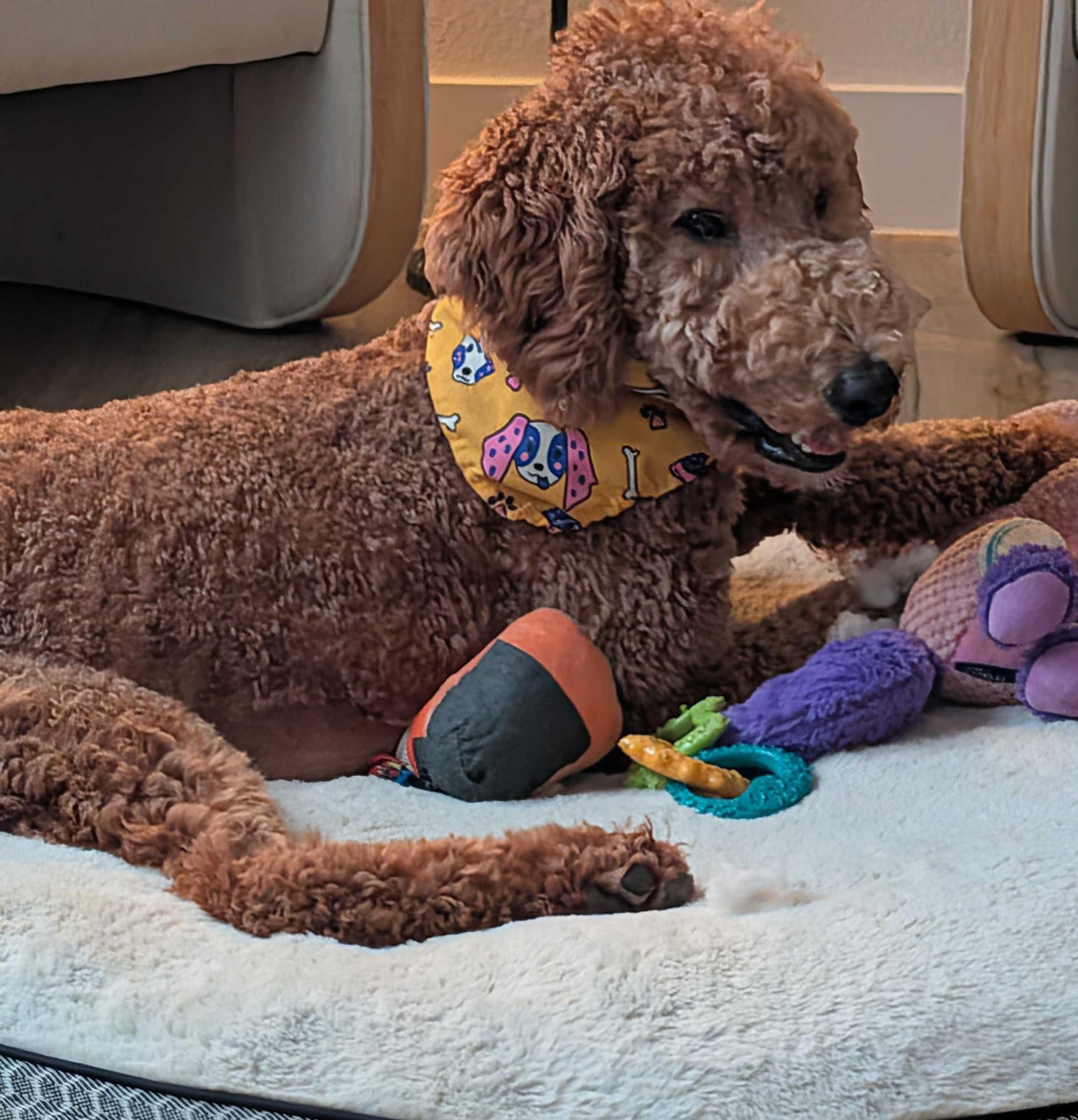 Gooseberry, an adopted Goldendoodle in Garland, TX image 4/4