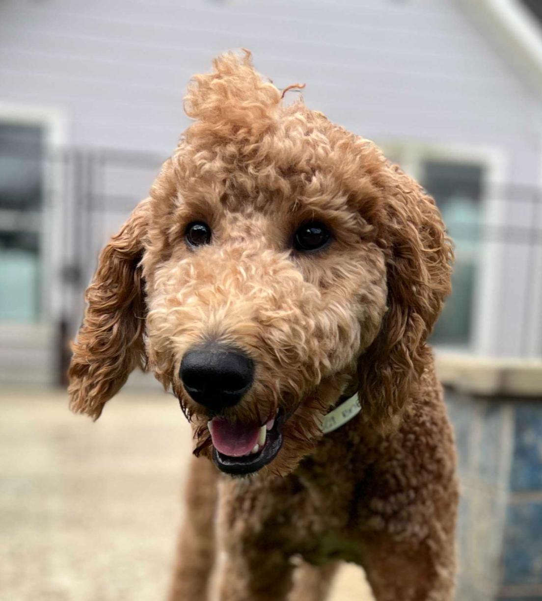 Gooseberry, an adopted Goldendoodle in Garland, TX image 2/4