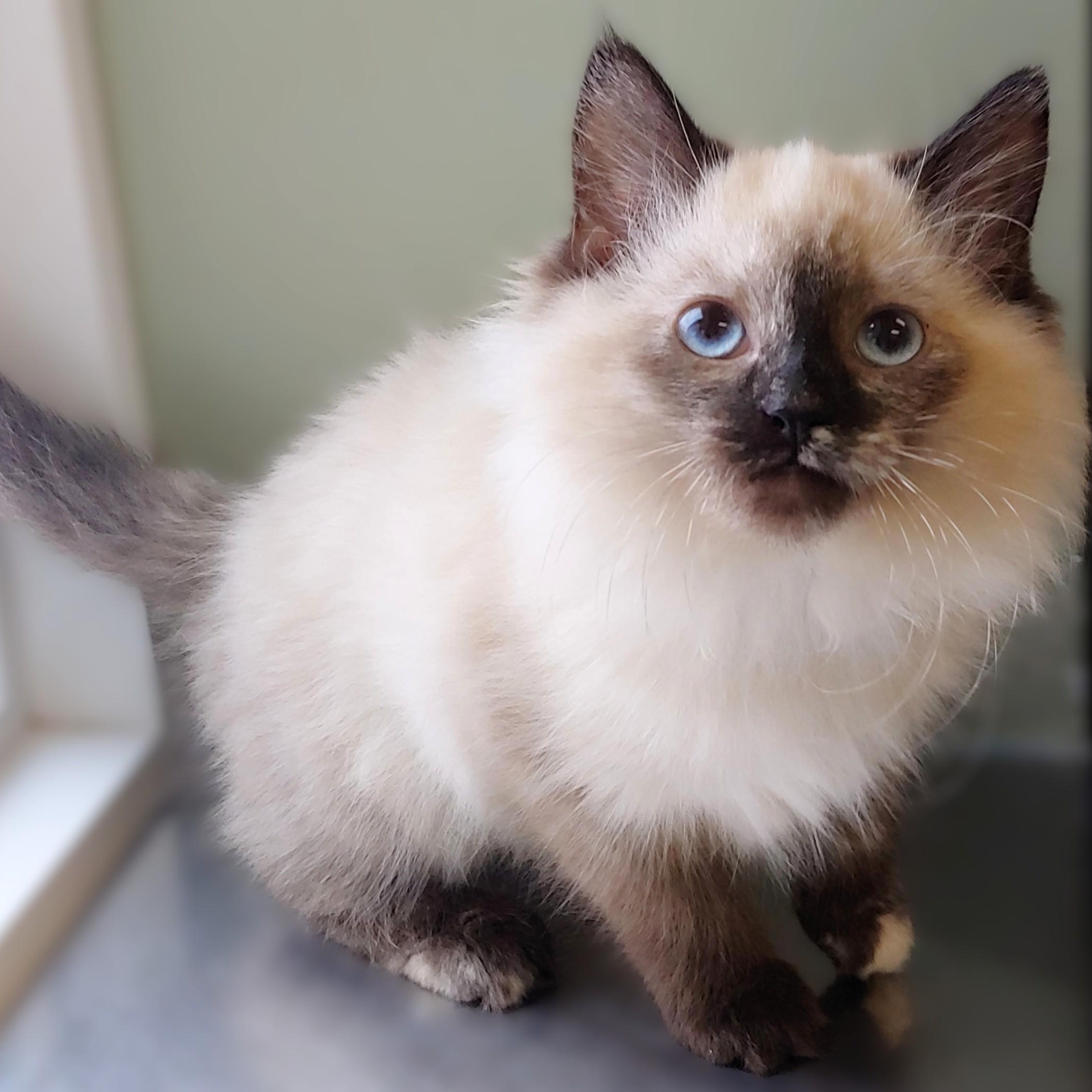 Enlarge Paisley, an adopted Ragdoll in Belmont, NY image 3/3