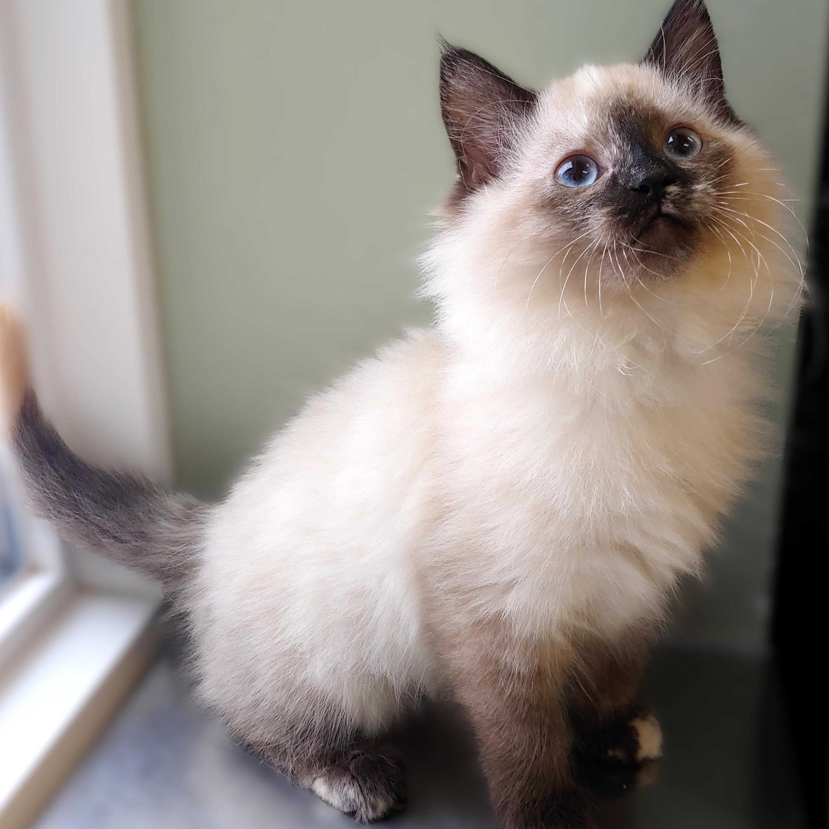 Enlarge Paisley, an adopted Ragdoll in Belmont, NY image 2/3