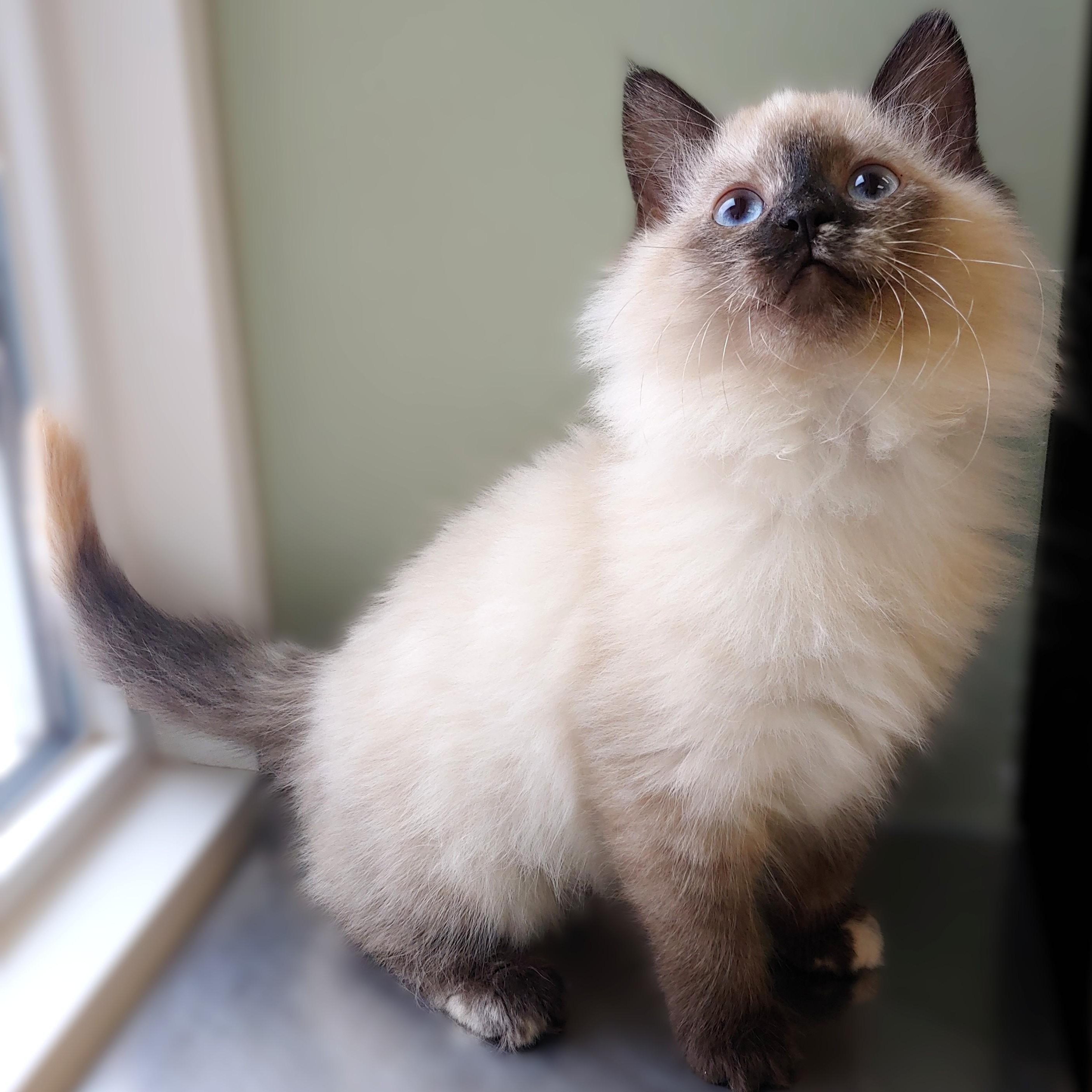 Enlarge Paisley, an adopted Ragdoll in Belmont, NY image 1/3