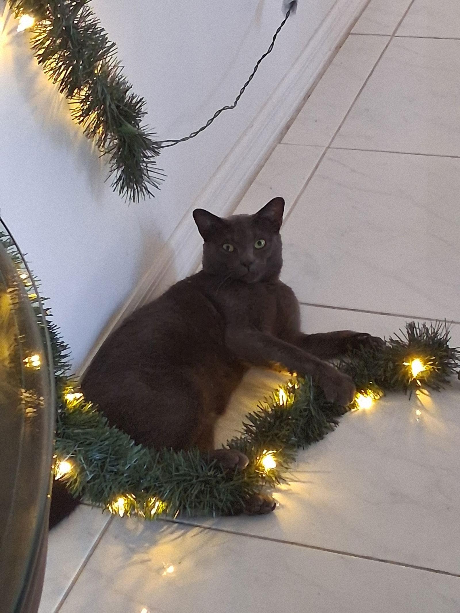 Enlarge Buddy, a Adoptable Domestic Short Hair in Naples, FL image 1/1
