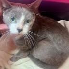 Enlarge Walter, a ADOPTABLE Domestic Short Hair in St. Augustine, FL image 1/1