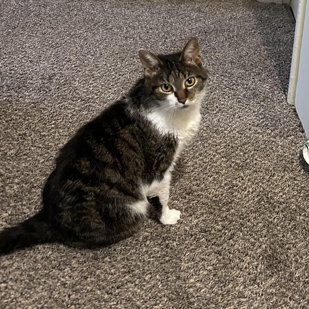 Enlarge Tutu, a Adoptable Domestic Short Hair in Indianapolis, IN image 1/3