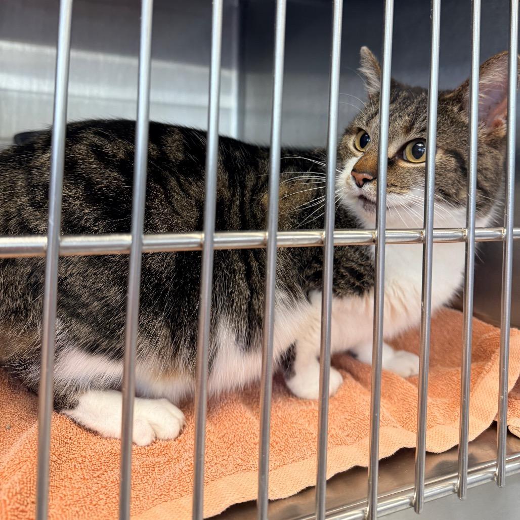 Enlarge Tutu, a Adoptable Domestic Short Hair in Indianapolis, IN image 2/3