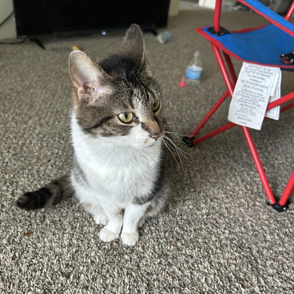 Tutu, a Adoptable Domestic Short Hair in Indianapolis, IN image 3/6