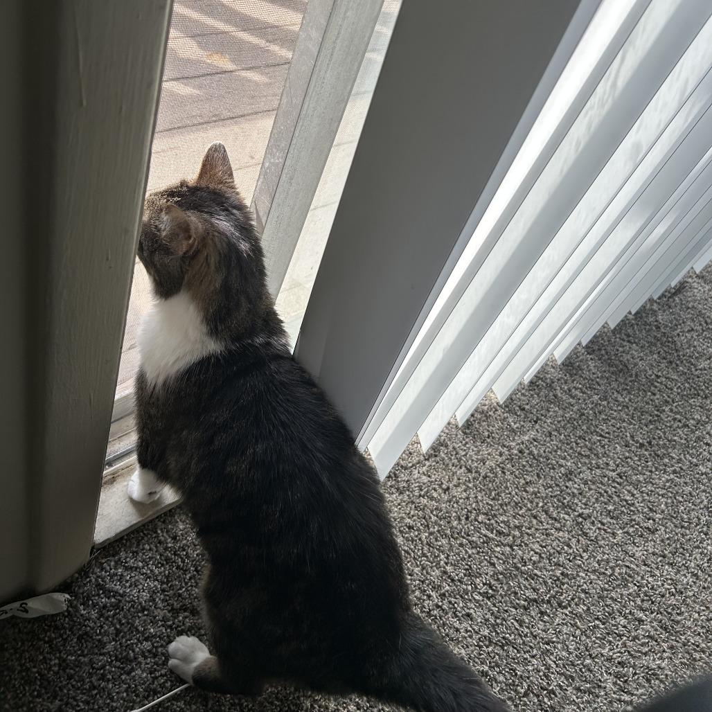 Tutu, a Adoptable Domestic Short Hair in Indianapolis, IN image 4/6