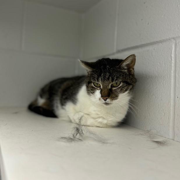 Enlarge Tutu, a Adoptable Domestic Short Hair in Indianapolis, IN image 3/3