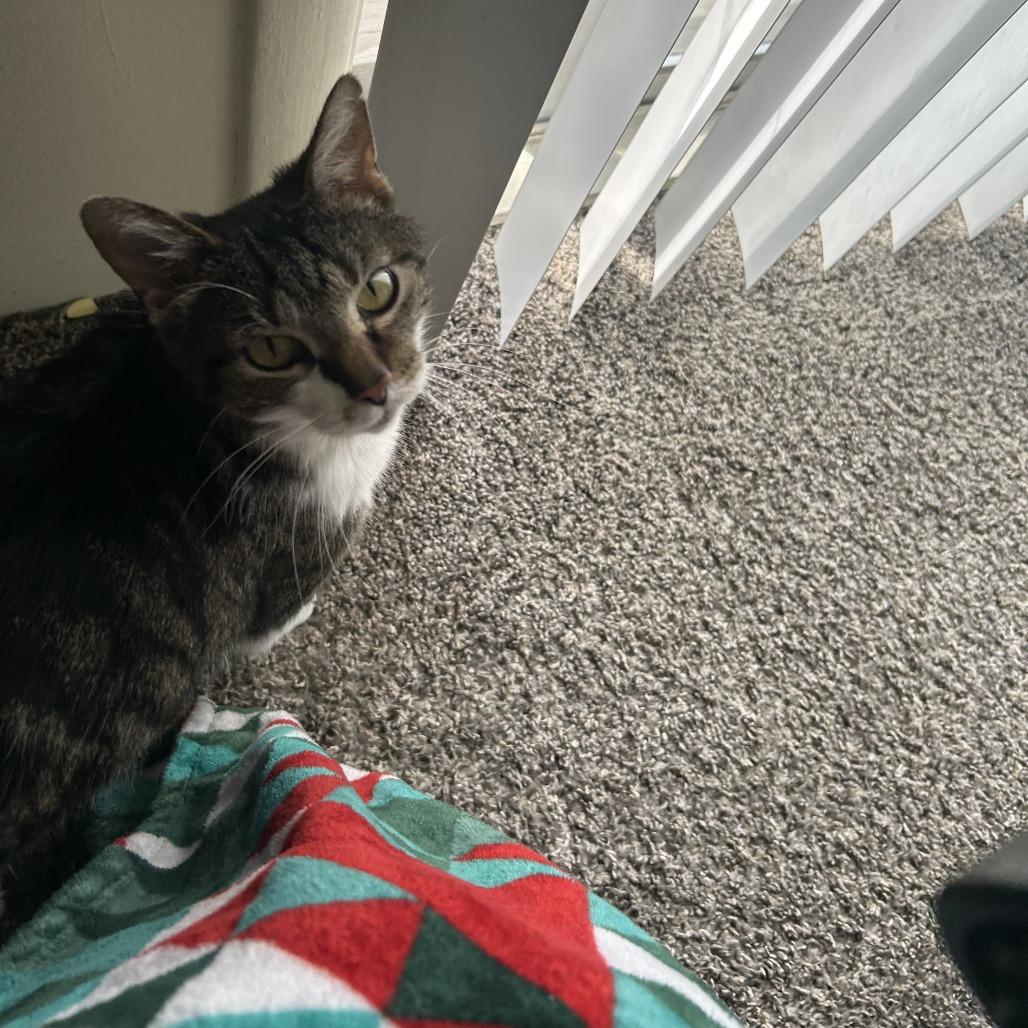 Tutu, a Adoptable Domestic Short Hair in Indianapolis, IN image 6/6