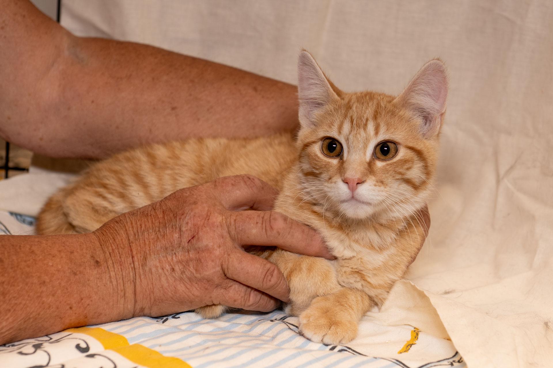 Jeffers, ADOPTABLE, Kitten Male Tabby.