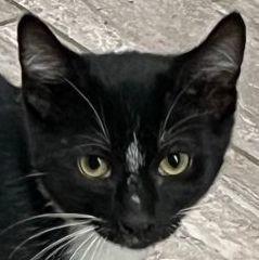 Pythagoras (aka Duck), Adopted, Adult Female Domestic Short Hair.