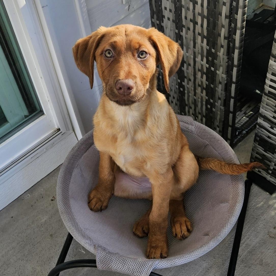 Chestnut — thumbnail 3