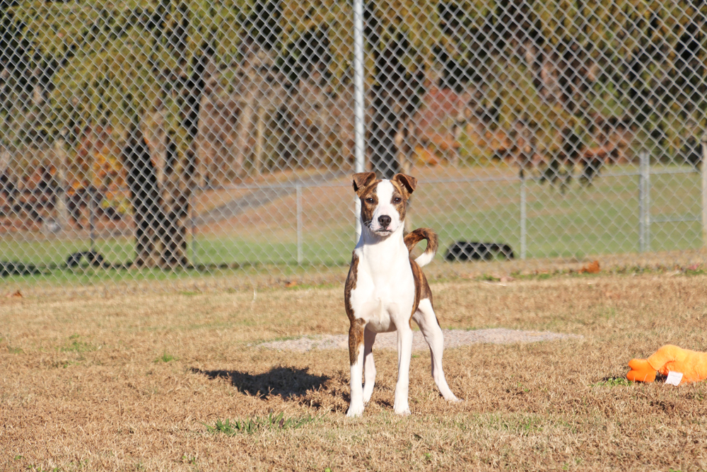 Fanta, a Adoptable mixed breed in Savannah, TN image 1/6