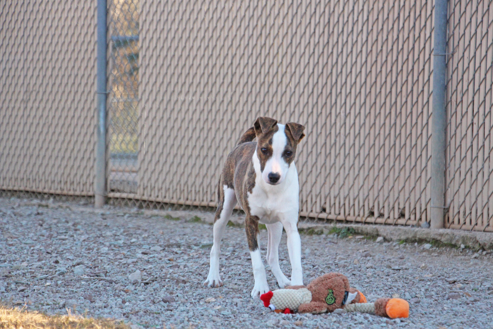 Fanta, a Adoptable mixed breed in Savannah, TN image 2/6