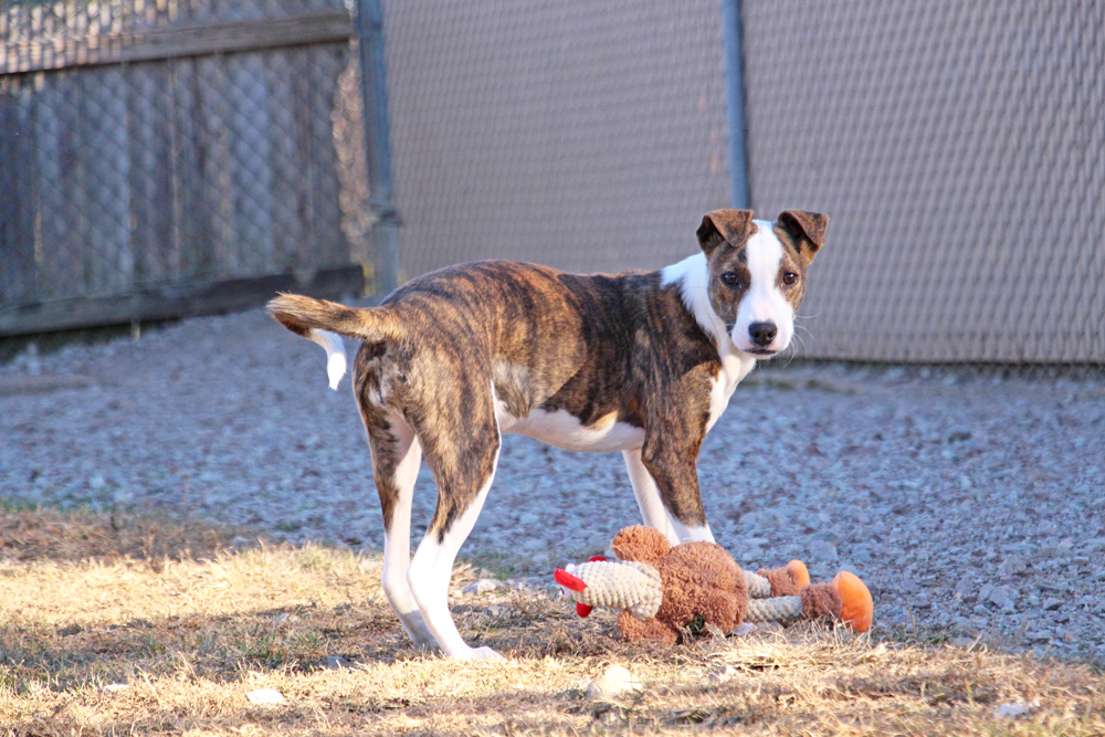 Fanta, a Adoptable mixed breed in Savannah, TN image 3/6
