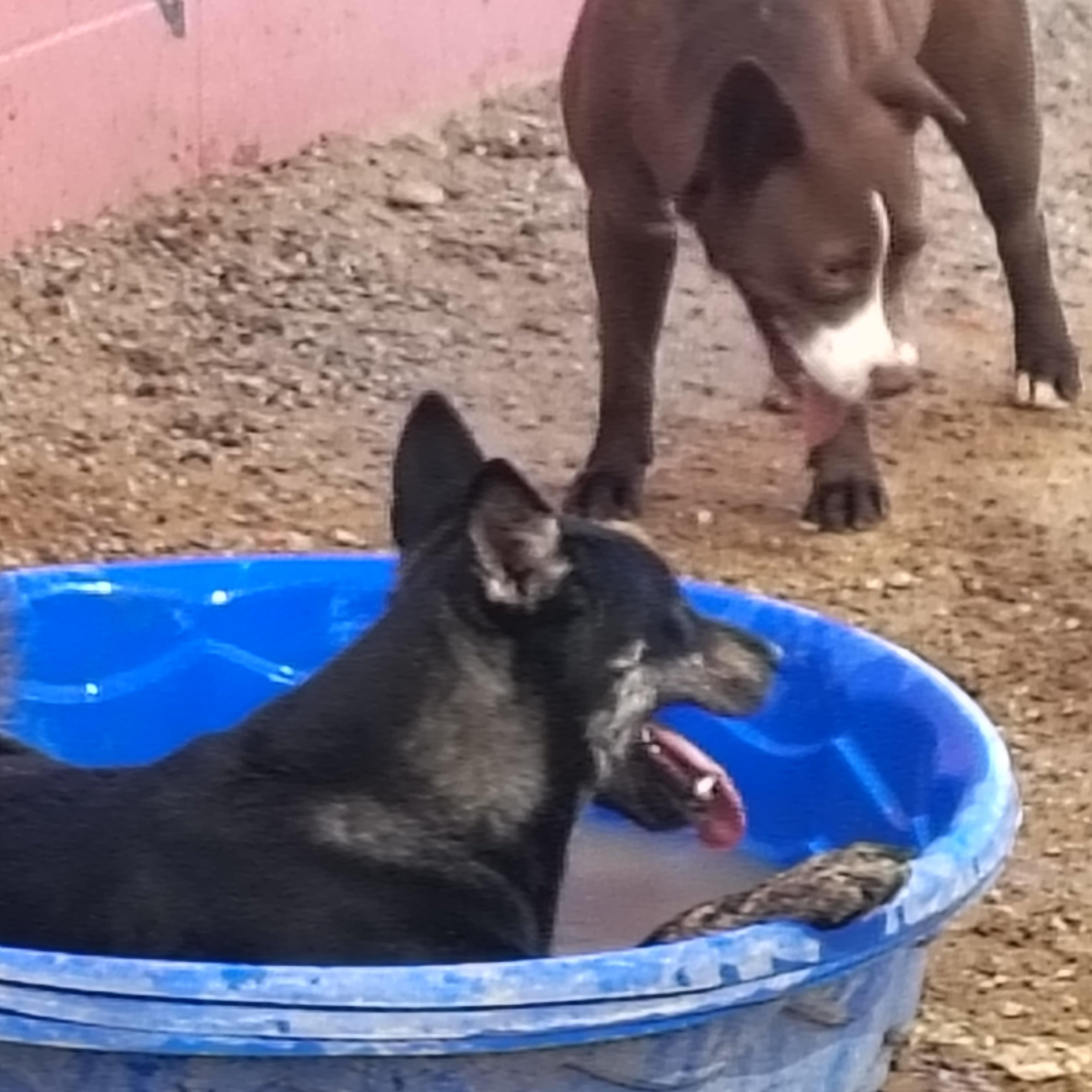 Enlarge Jake, a Adoptable mixed breed in Parker, AZ image 3/3