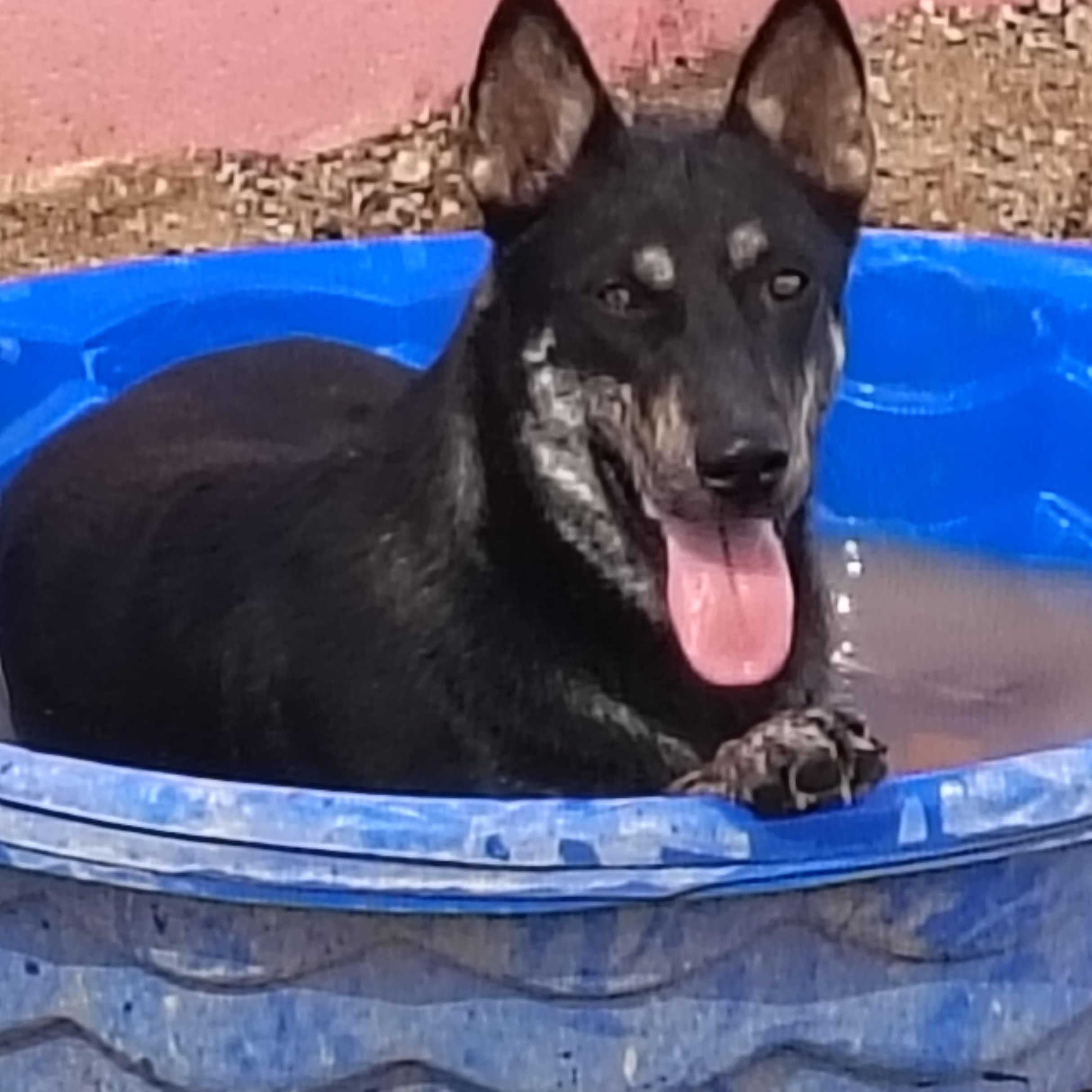 Enlarge Jake, a Adoptable mixed breed in Parker, AZ image 1/3