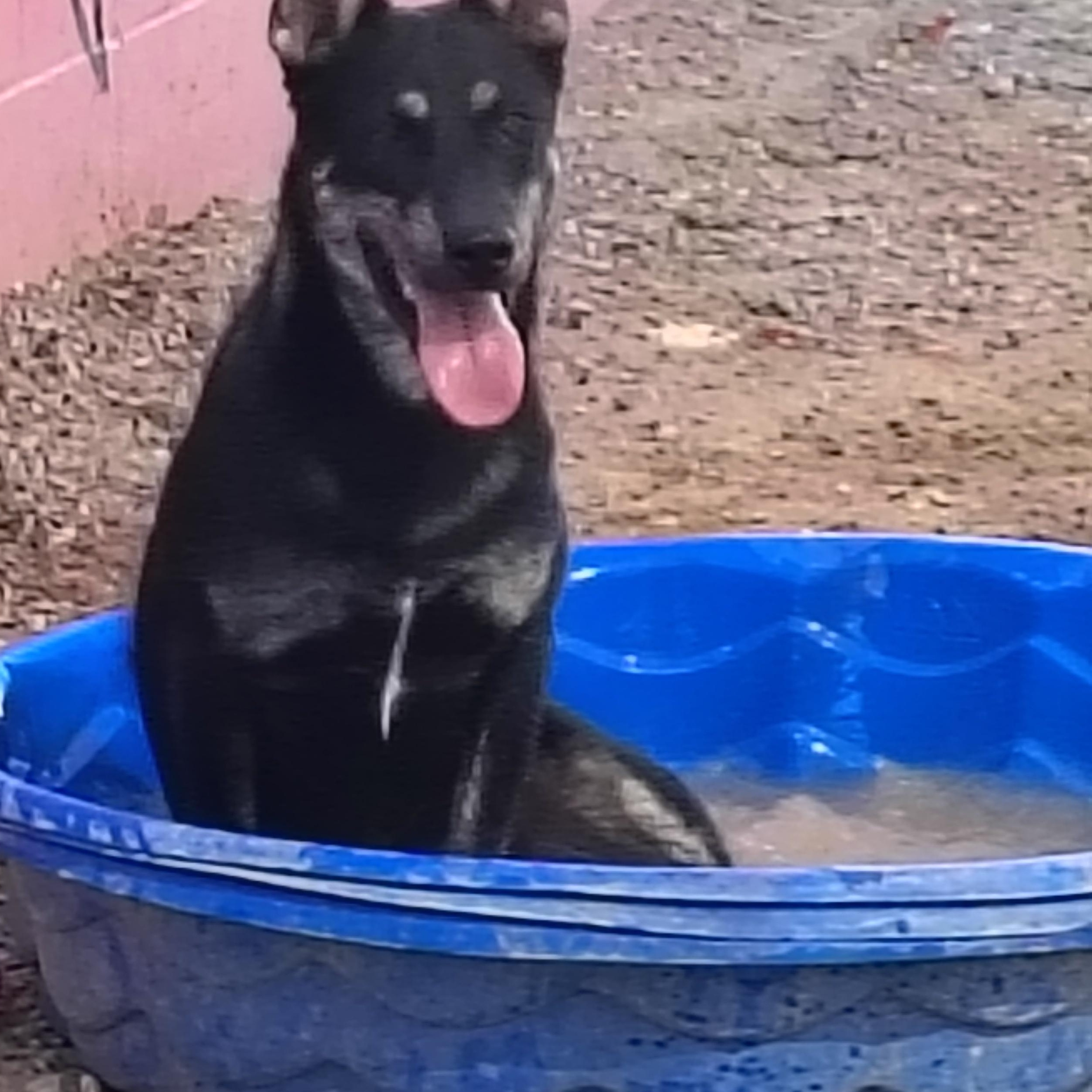 Enlarge Jake, a Adoptable mixed breed in Parker, AZ image 2/3