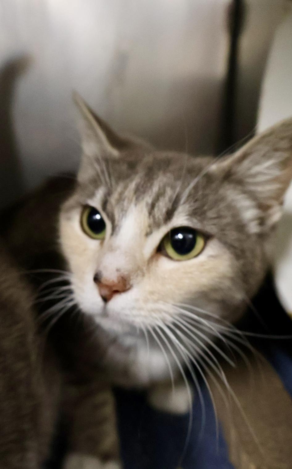 Ylang Ylang, Young Female Domestic Short Hair
