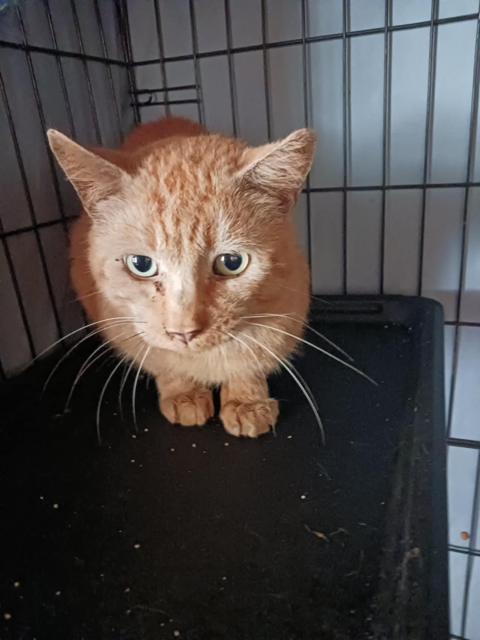 Enlarge Sam, an adopted Domestic Short Hair in Leesburg, FL image 1/1