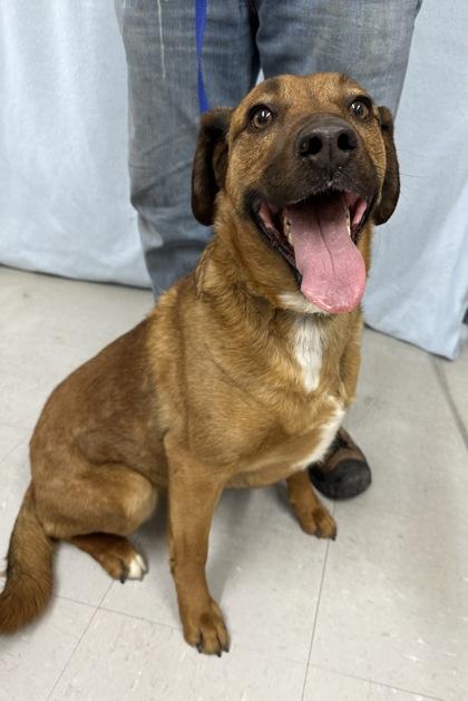 Enlarge Ruger, a Adoptable mixed breed in McCook, NE image 3/3