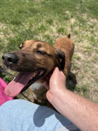 Enlarge Ruger, a Adoptable mixed breed in McCook, NE image 1/3