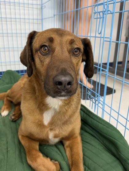 Enlarge Ruger, a Adoptable mixed breed in McCook, NE image 2/3