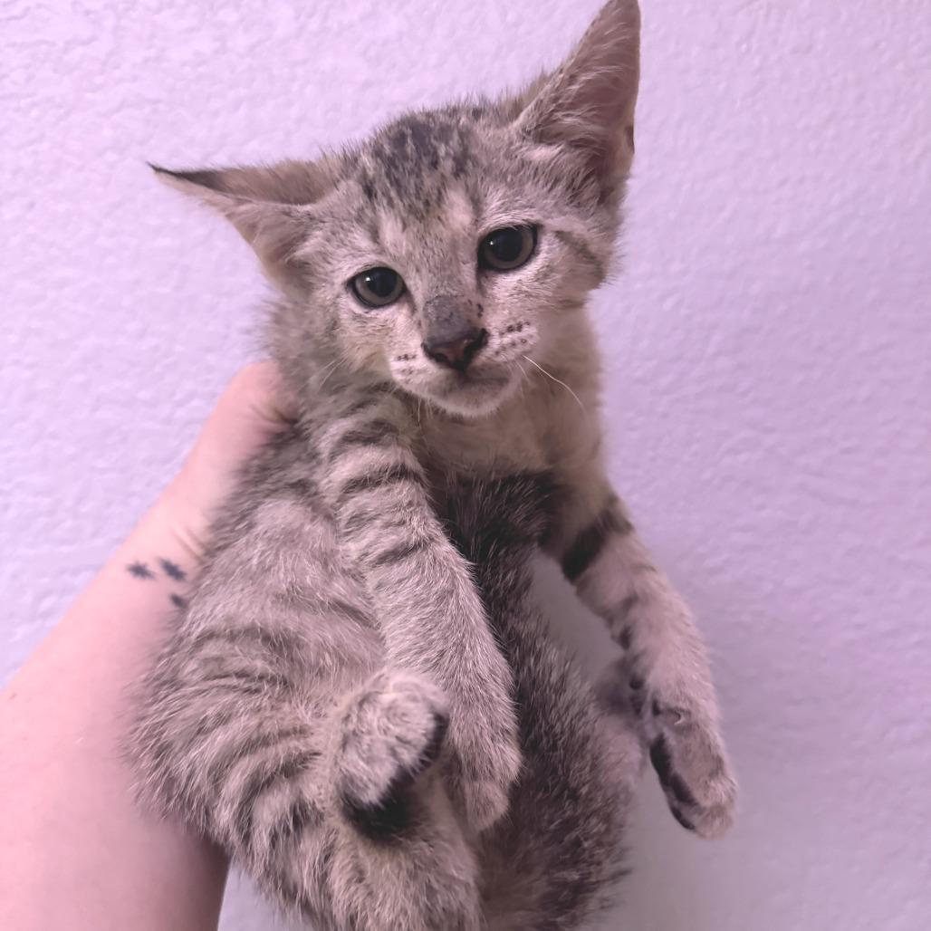 Pitter, a Adoptable Domestic Short Hair in Waco, TX image 2/2