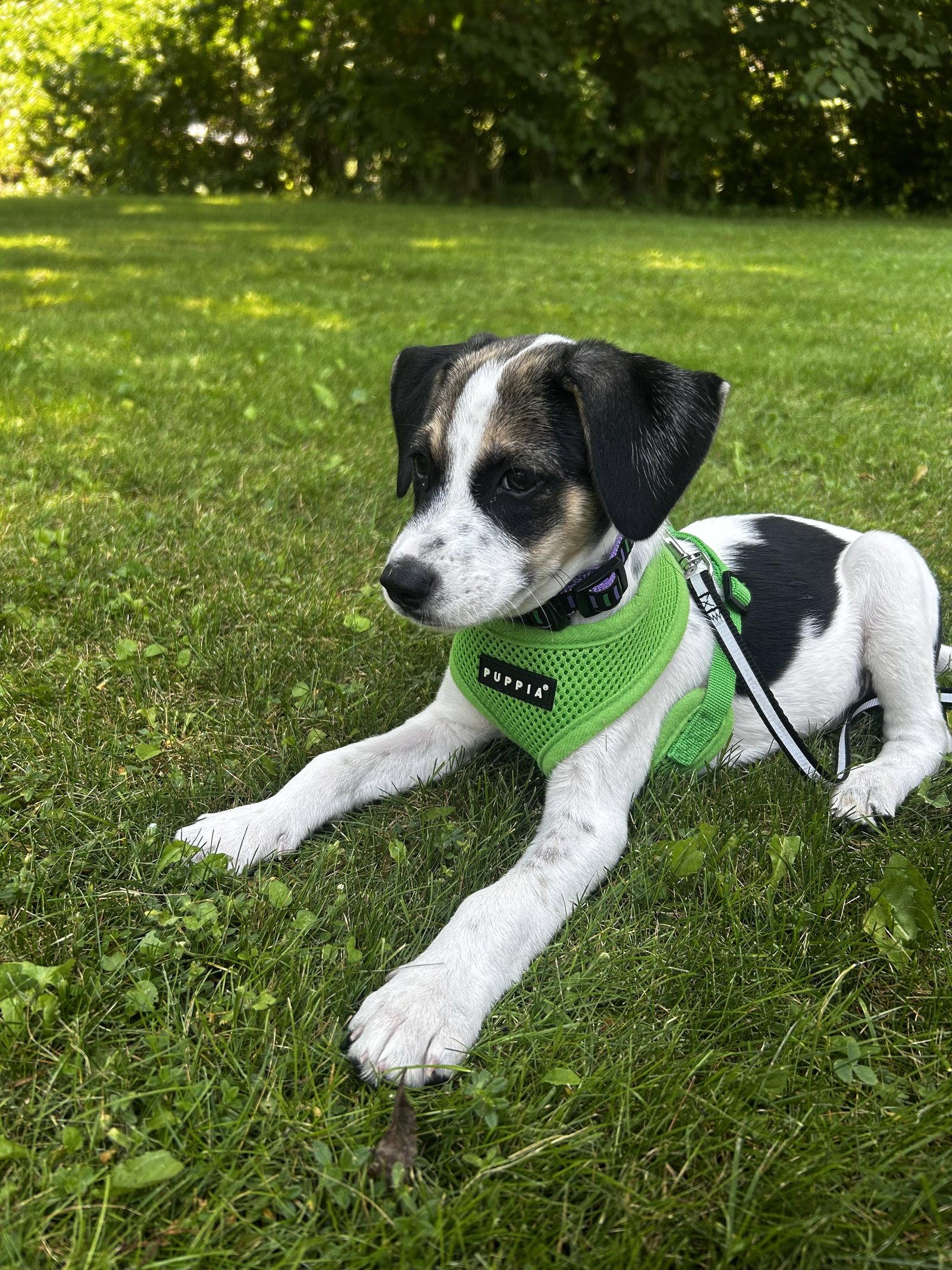 Moose 4806, Adopted, Puppy Male Terrier & Beagle.