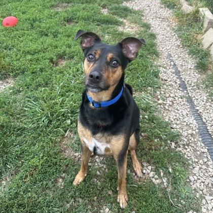 Enlarge Rocky, a Adoptable mixed breed in Dubuque, IA image 2/3