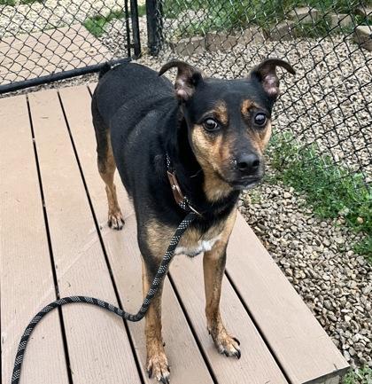 Enlarge Rocky, a Adoptable mixed breed in Dubuque, IA image 1/3
