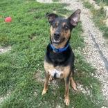 Enlarge Rocky, a Adoptable mixed breed in Dubuque, IA image 3/3