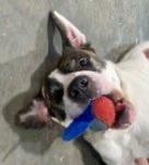 Tesla, a Adoptable Mixed Breed in Point Pleasant, WV image 1/4