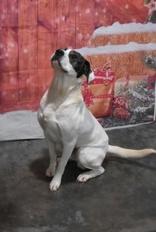 Tesla, a Adoptable Mixed Breed in Point Pleasant, WV image 3/4