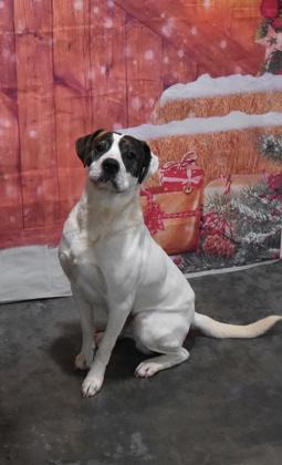 Tesla, a Adoptable Mixed Breed in Point Pleasant, WV image 4/4