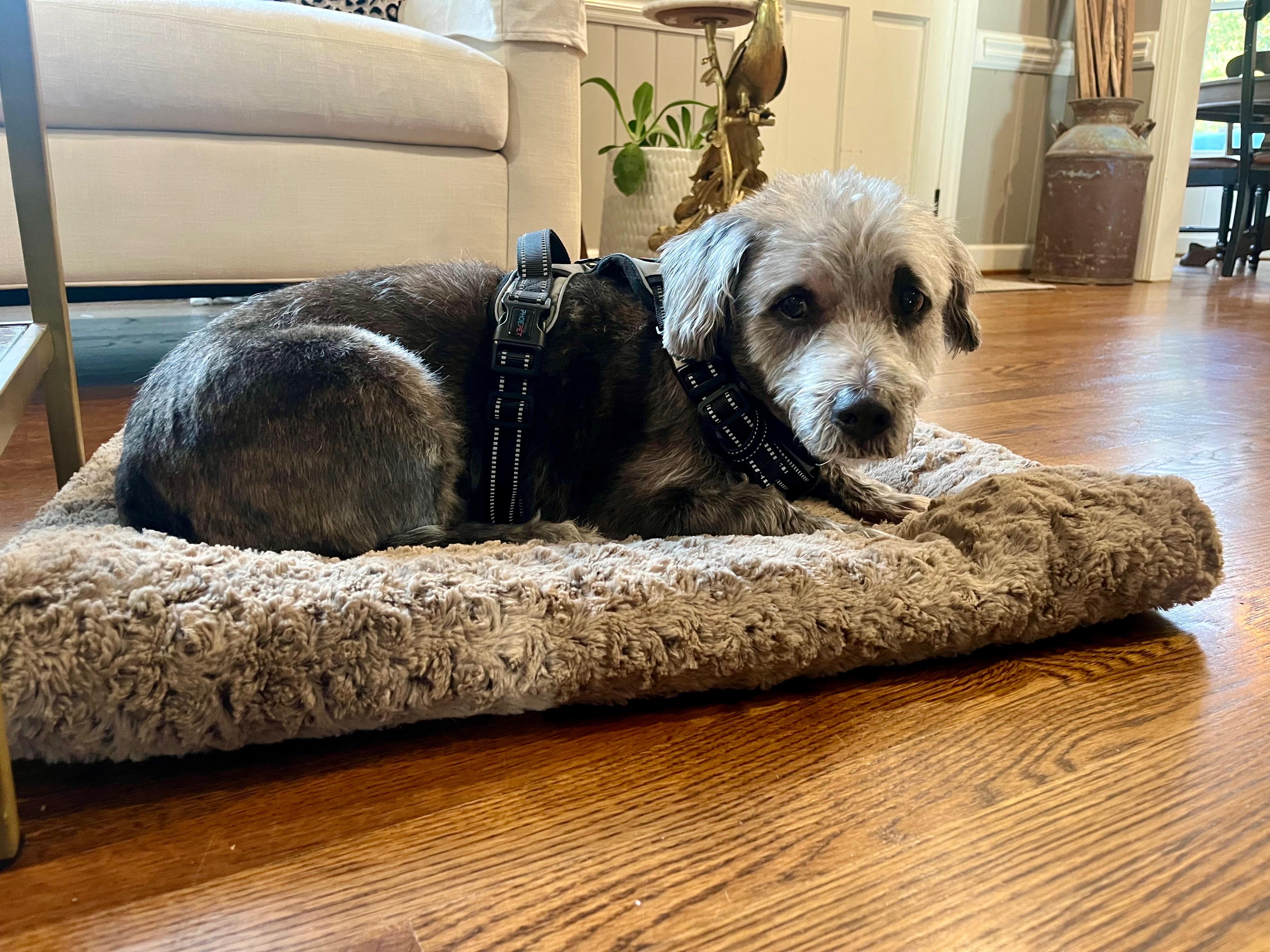 Enlarge Buddy, a Adoptable West Highland White Terrier / Westie in Greensboro, NC image 2/3