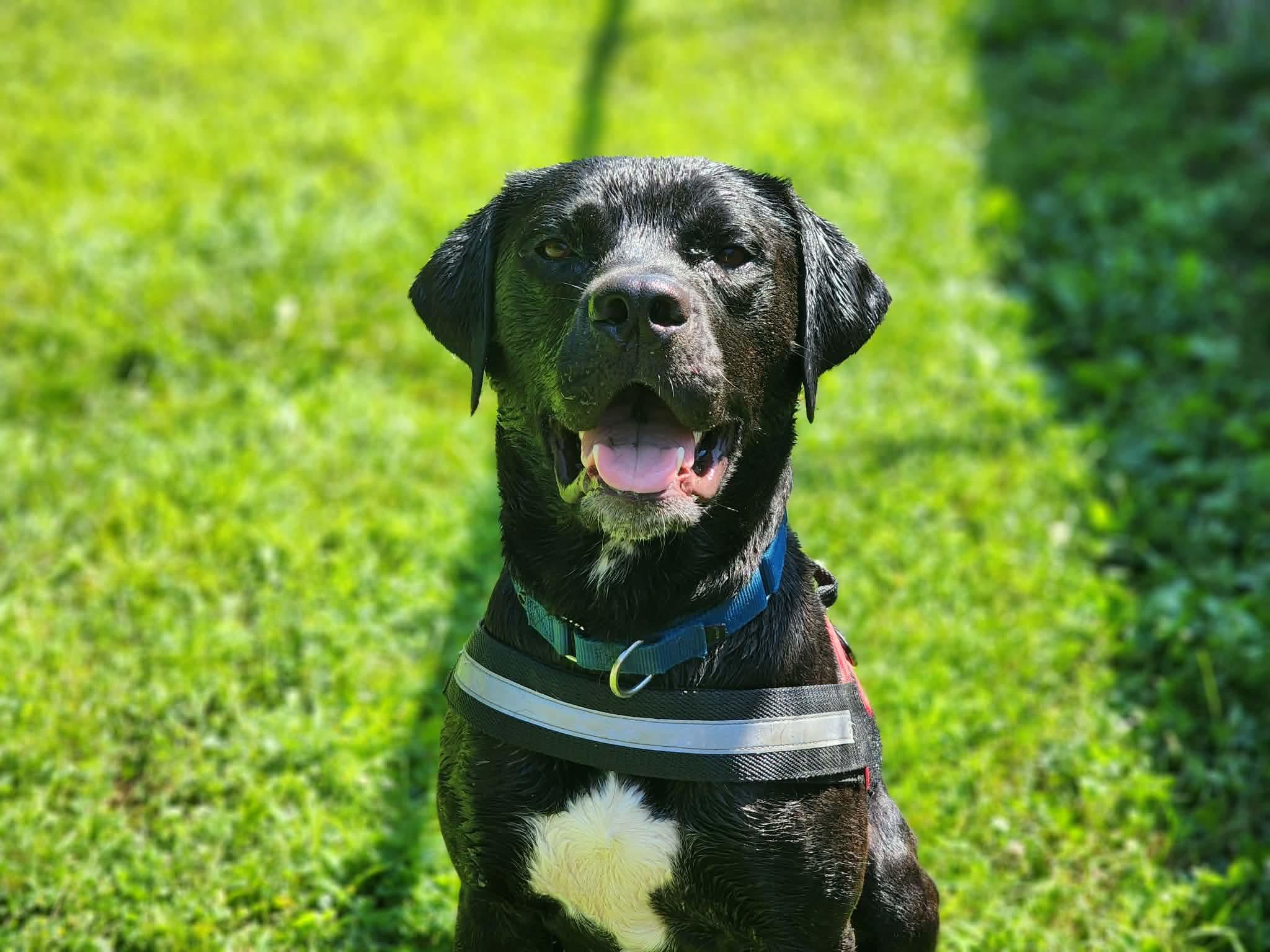 Enlarge Tim, a Adoptable mixed breed in Cherryfield, ME image 2/4