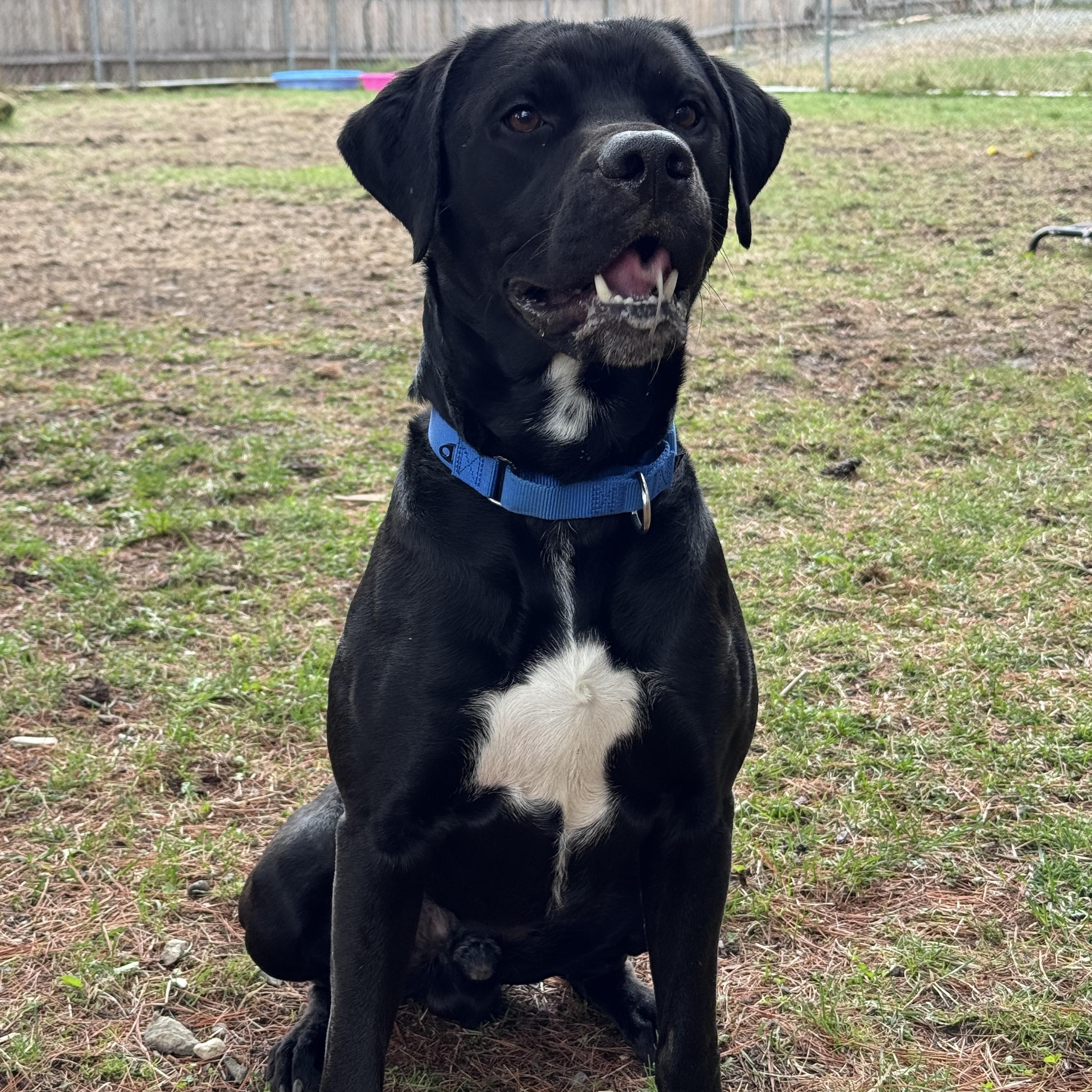 Enlarge Tim, a Adoptable mixed breed in Cherryfield, ME image 1/4